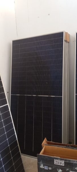 جينكو نوع أول